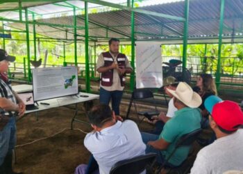 Gobierno de Playa del Carmen promueve el uso del sargazo para fortalecer la producción ganadera