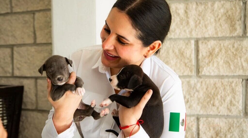 PETA Latino reconoce al gobierno de Estefanía Mercado por liderazgo en bienestar animal y clausura de Animalandia Maya