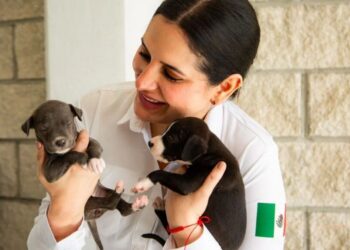 PETA Latino reconoce al gobierno de Estefanía Mercado por liderazgo en bienestar animal y clausura de Animalandia Maya